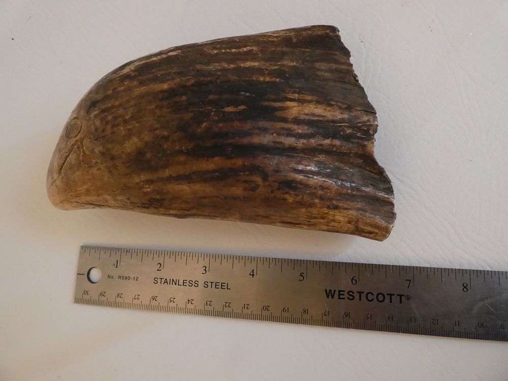 Appraisal: HUGE RAW WHALE TOOTH Huge dark antique raw whale tooth