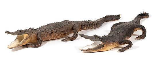 Appraisal: A Pair of Taxidermy Alligators Length inches A Pair of