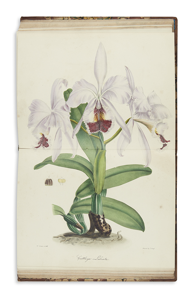 Appraisal: BOTANICAL Knowles George Beauchamp and Westcott Frederic The Floral Cabinet