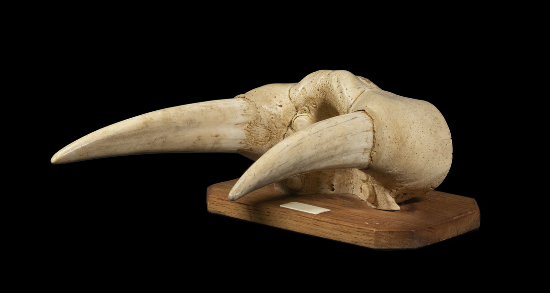 Appraisal: WALRUS SKULL SNOUT WITH TUSKS Probably a Maine Sailor's Bring-Back