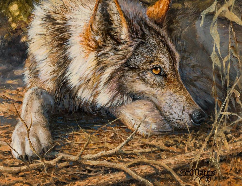 Appraisal: BONNIE MARRIS American b Wolf oil on panel signed lower