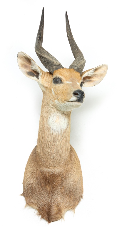 Appraisal: AFRICAN BUSH BUCK TAXIDERMY SHOULDER MOUNT Second half th century