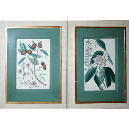 Appraisal: Marc Catesby TREE STUDIES Two hand-colored engravings plates and from