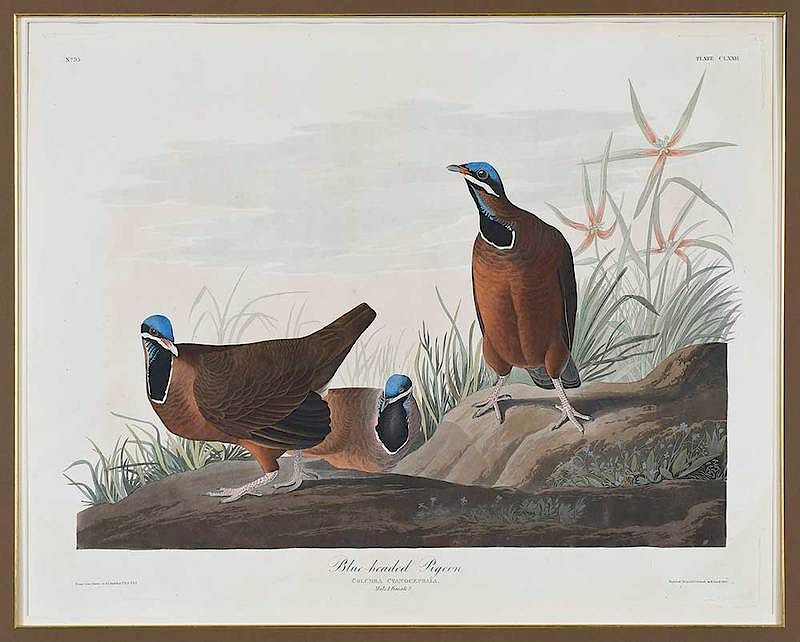 Appraisal: John James Audubon New York - Blue-Headed Pigeon Pl CLXXII