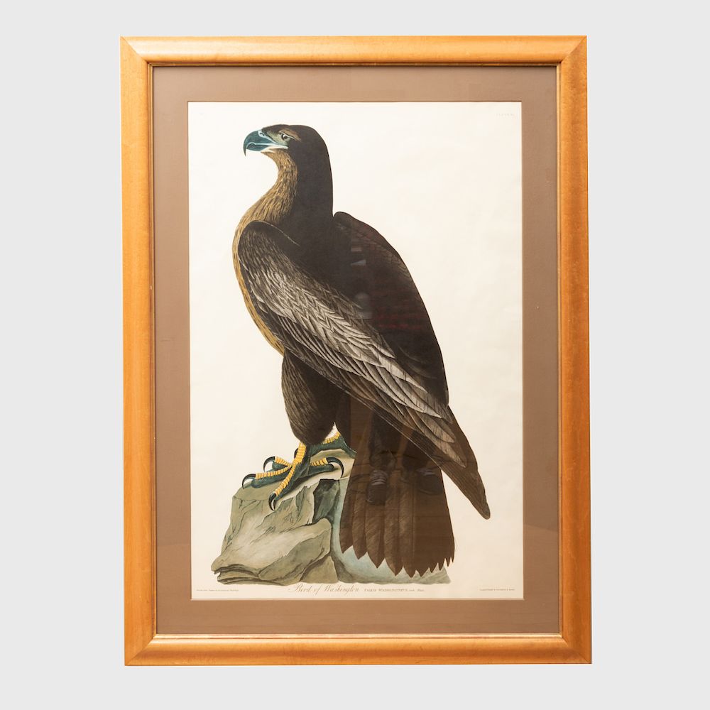 Appraisal: After John James Audubon - Bird of Washington Wood Ibiss