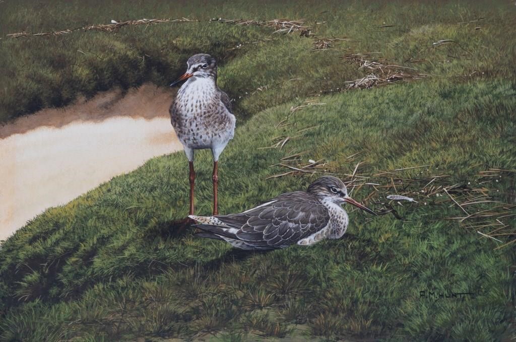 Appraisal: Redshank Resting signed A M Hunt lower right watercolor and