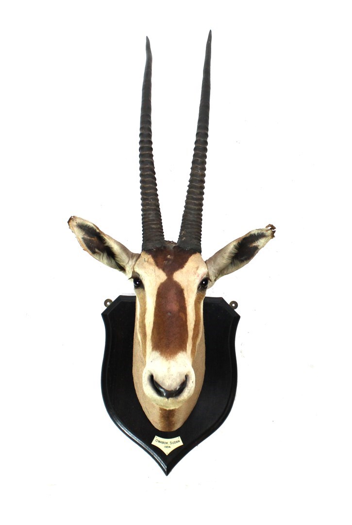 Appraisal: Taxidermy a mounted oryx head OWABOK SUDAN with paper label