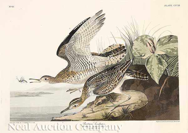 Appraisal: John James Audubon American - Bartram Sandpiper Plate hand-colored engraving