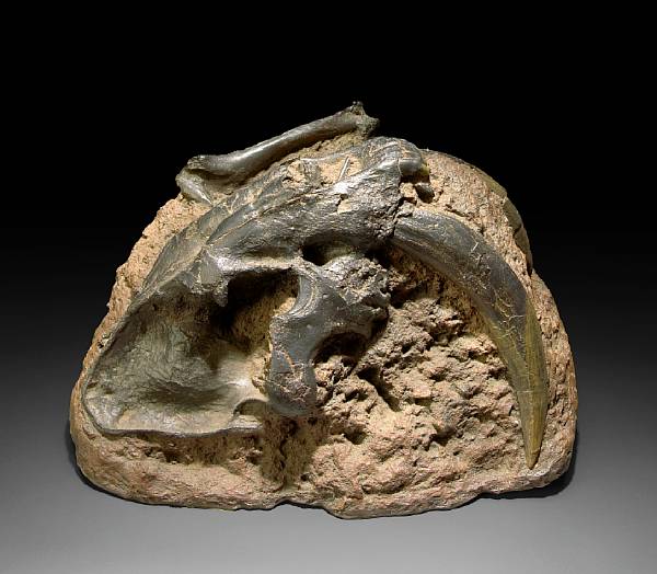 Appraisal: Smilodon Late Pleistocene La Brea Peru South America The skull