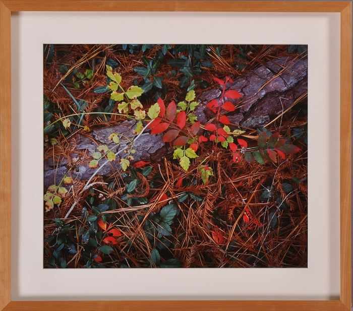 Appraisal: TOM BLAGDEN b FOREST FLOOR DIXIE PLANTATION S C C-print