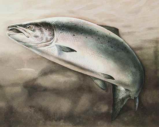 Appraisal: English School th century A leaping salmon Watercolour x cm