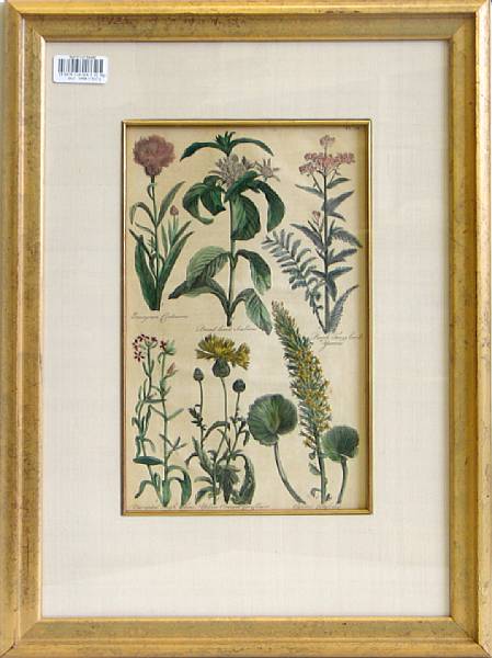 Appraisal: Three framed hand colored prints of botanical studies Comprising pair