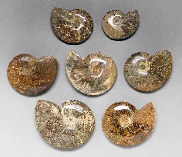 Appraisal: Collection of Seven Ammonites Cleoniceras besairiei Lower Cretaceous Madagascar An