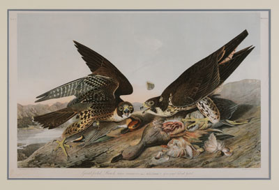 Appraisal: After John James Audubon New York - Great-Footed Hawk Plate