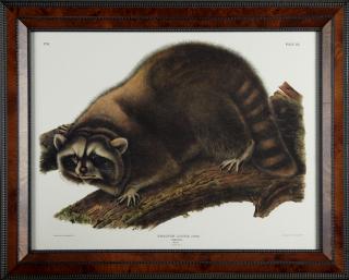 Appraisal: John James Audubon - Raccoon Male No Plate from his