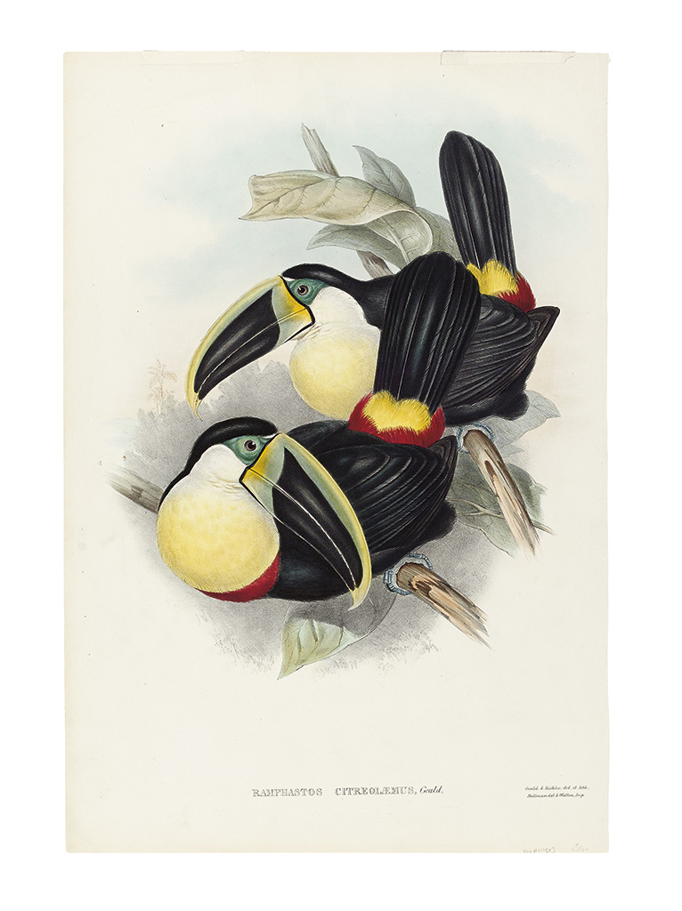 Appraisal: GOULD JOHN Ramphastos Citreolaemus Fine hand-colored lithographed plate from Gould's