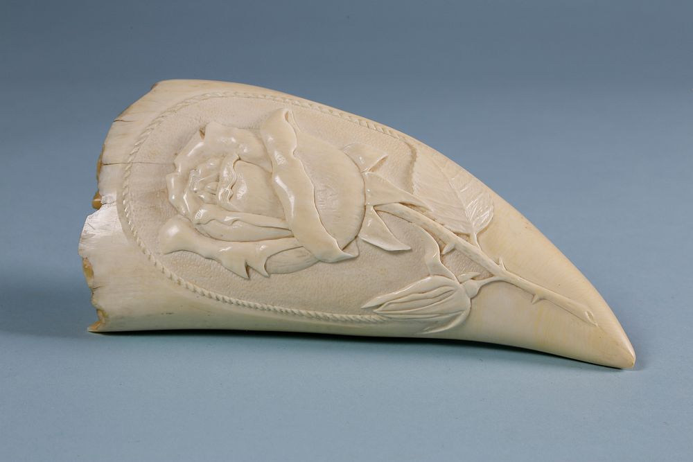 Appraisal: Large Sperm Whale Tooth Carved in Reverse and Bas-Relief circa