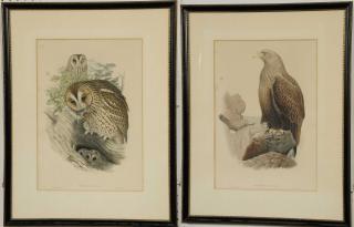 Appraisal: J Wolf H C Richter th century Two ornithological prints