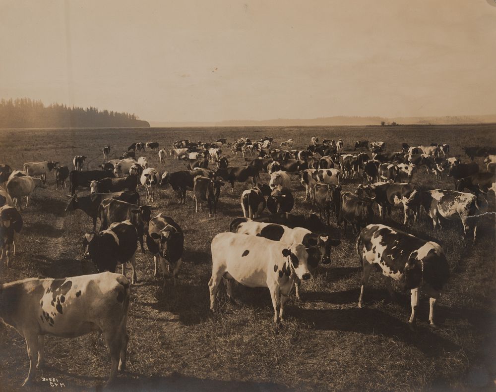 Appraisal: Edward Curtis Dairy Herd Puget Sound Edward S Curtis -