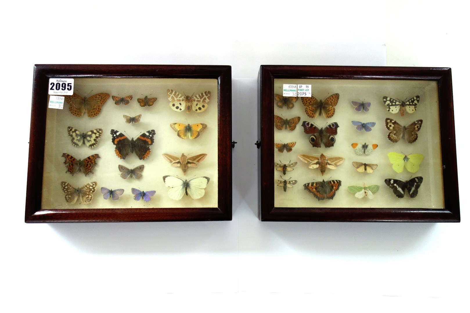 Appraisal: Taxidermy thirty three British butterflies mounted in two mahogany glazed