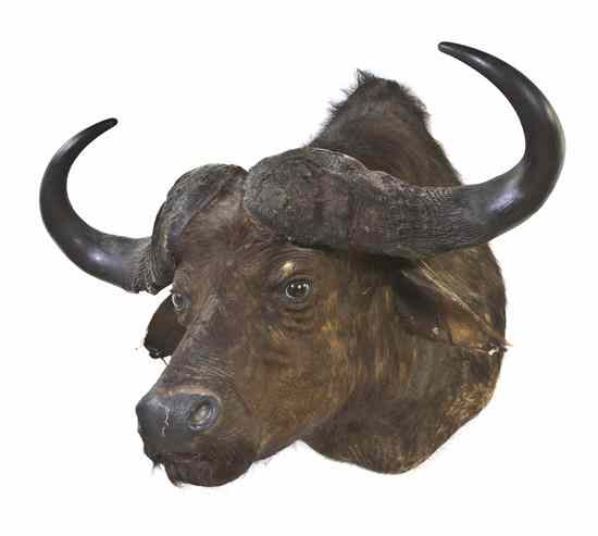 Appraisal: A Taxidermy Water Buffalo Shoulder Mount Height overall inches