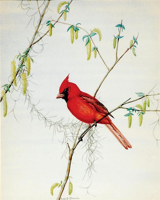 Appraisal: Edward Von Siebold Dingle South Carolina - CARDINAL watercolor framed