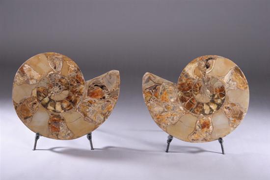 Appraisal: PAIR LARGE POLISHED LYTOCERAS AMMONITE FOSSILS Madagascan Jurassic period approximately