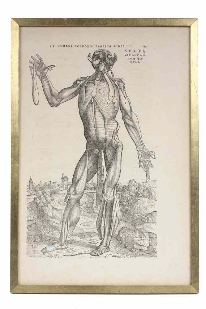 Appraisal: TH CENTURY WOOD BLOCK PRINT by Andreas Vesalius - From