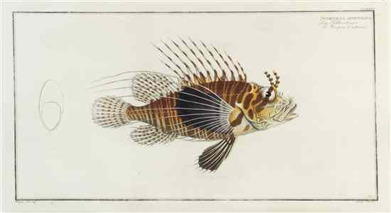 Appraisal: FISH BLOCH MARLUS ELIESER Two hand-colored engravings of fish from