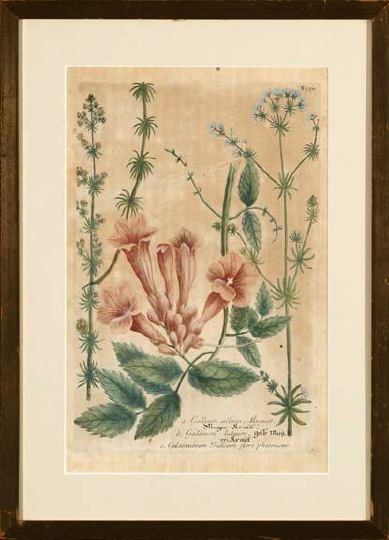 Appraisal: German School th Century Botanicals pair of hand-colored engravings after