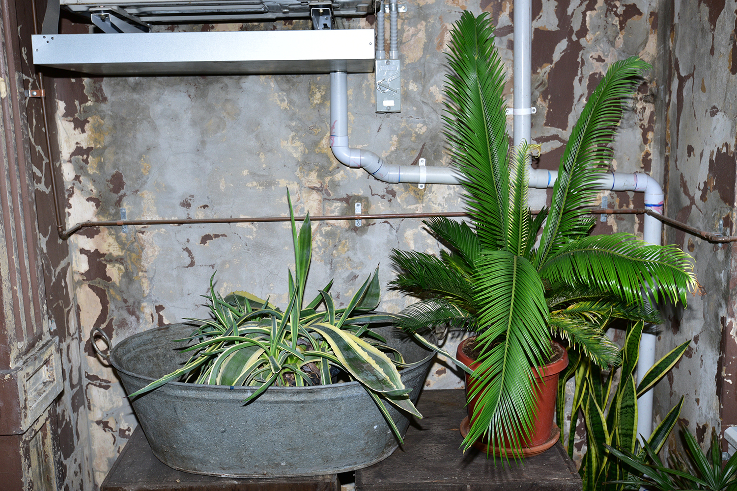 Appraisal: A VINTAGE METAL TUB WITH POTTED SUCCULENT A POTTED FERN