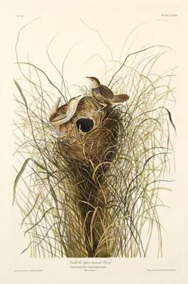 Appraisal: Havell Edition Audubon print quot Nuttall s Lesser Marsh Wren