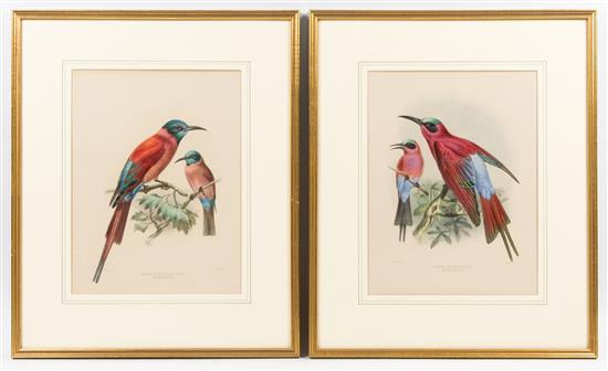 Appraisal: Sale Lot After Johannes Gerardus Keulemans English - Green Throated