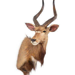 Appraisal: A Mounted Taxidermy Nyala Buck Height inches