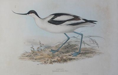 Appraisal: After J and E Gould Avocet Lithograph by C Hullmandel