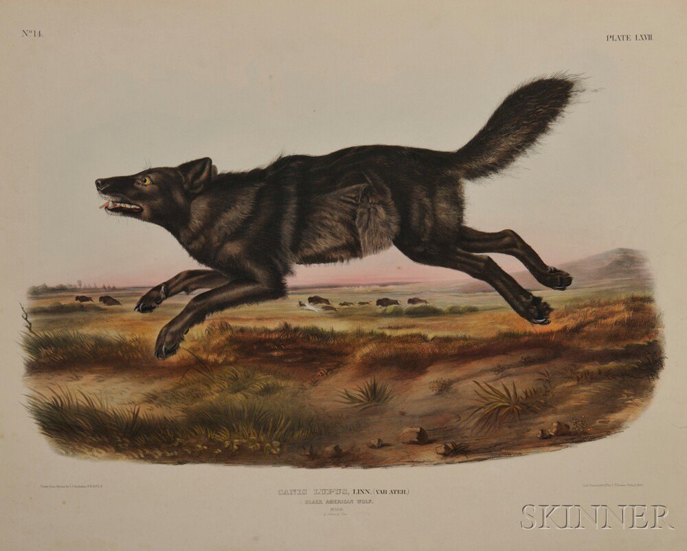 Appraisal: Audubon John James - Black American Wolf Plate LXVII from