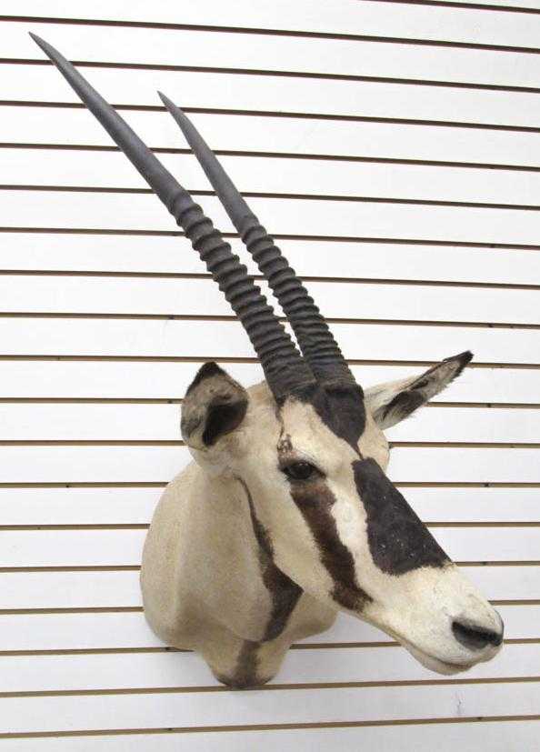 Appraisal: AFRICAN ANTELOPE TAXIDERMY MOUNT East African oryx aka the beisa