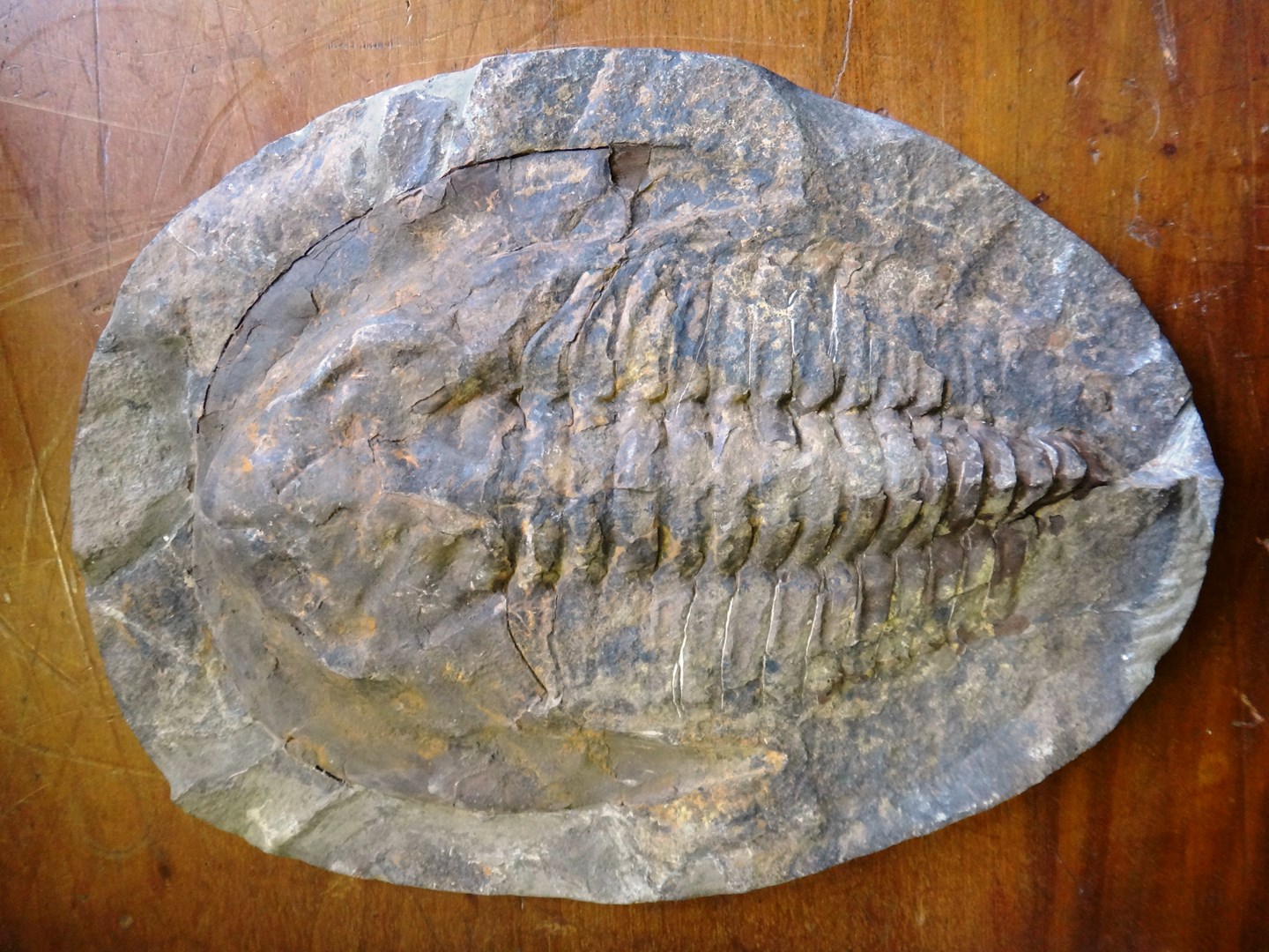 Appraisal: A positive negative paradoxides trilobite plaque Moroccan Devonian approx mya