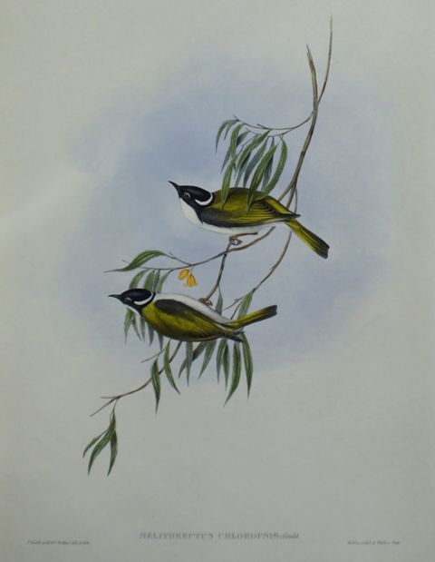 Appraisal: Swan River Honey-eater Melithreptus Chloropsis