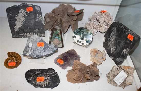 Appraisal: Assorted fossil specimens Estimate - No condition report supplied