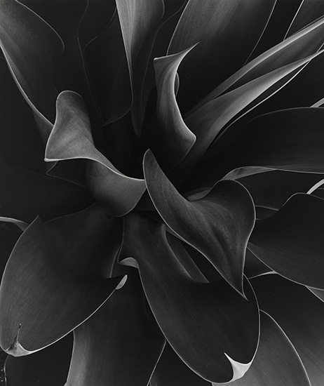 Appraisal: WESTON BRETT - Untitled plant study Silver print x inches