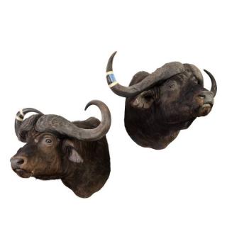 Appraisal: Pair mounted African water buffalo trophies th c approx h