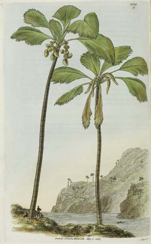 Appraisal: BOTANICAL Curtis Samuel Curtis's Botanical Magazine or Flower Garden Displayed