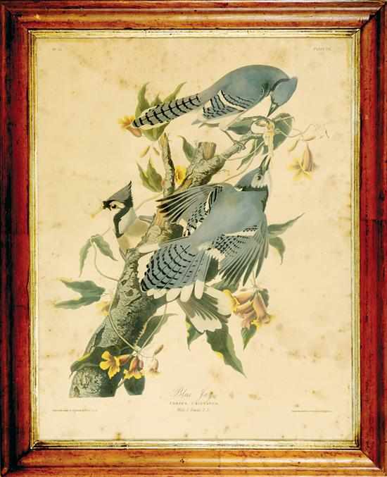 Appraisal: John James Audubon after New York - BLUE JAYS color