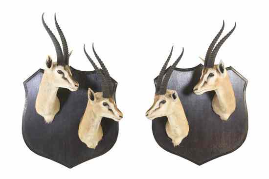 Appraisal: Two Taxidermy Gazelle Trophy Mount Shields each with two shoulder