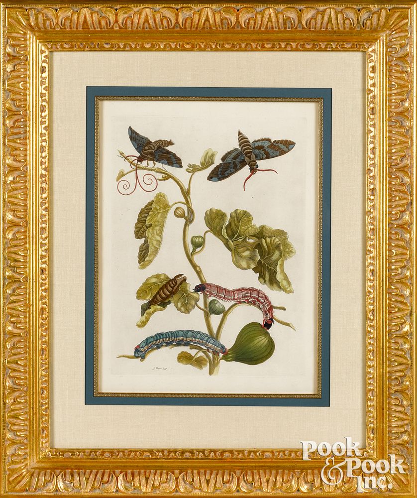 Appraisal: Maria Sibylla Merian plate fig tree branch Maria Sibylla Merian