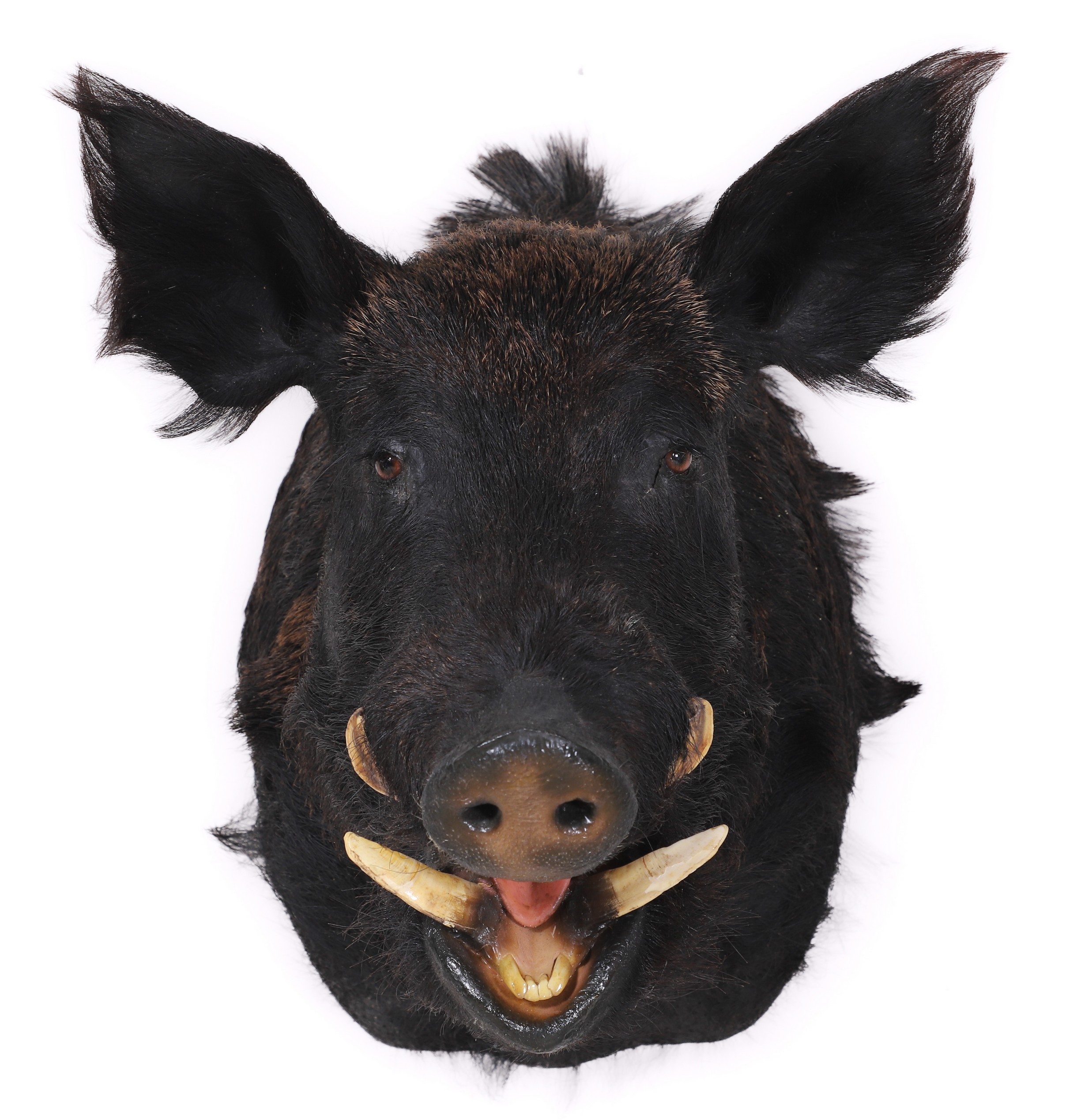 Appraisal: Black Wild Hog Boar Taxidermy Shoulder Mount