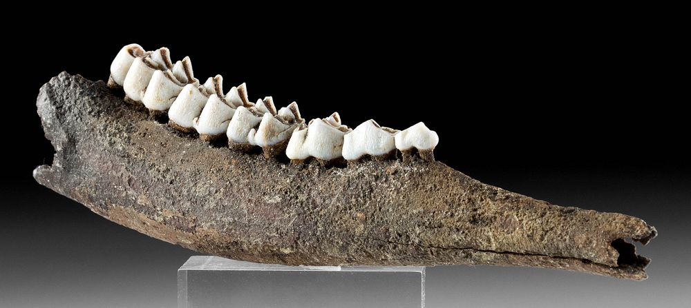 Appraisal: Fossilized North American Deer Mandible Teeth North America United States