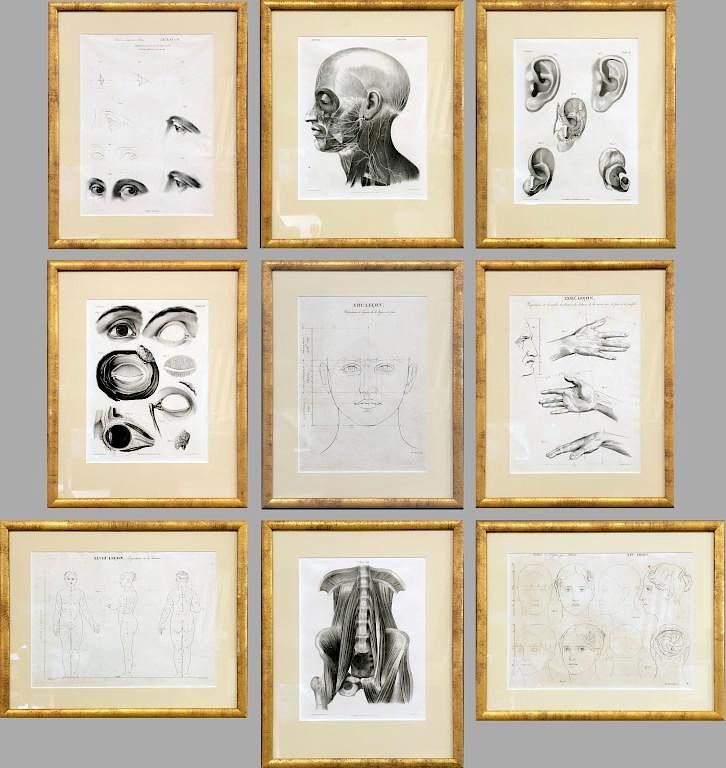 Appraisal: Nine Anatomical Prints Nine anatomical prints th c framed and