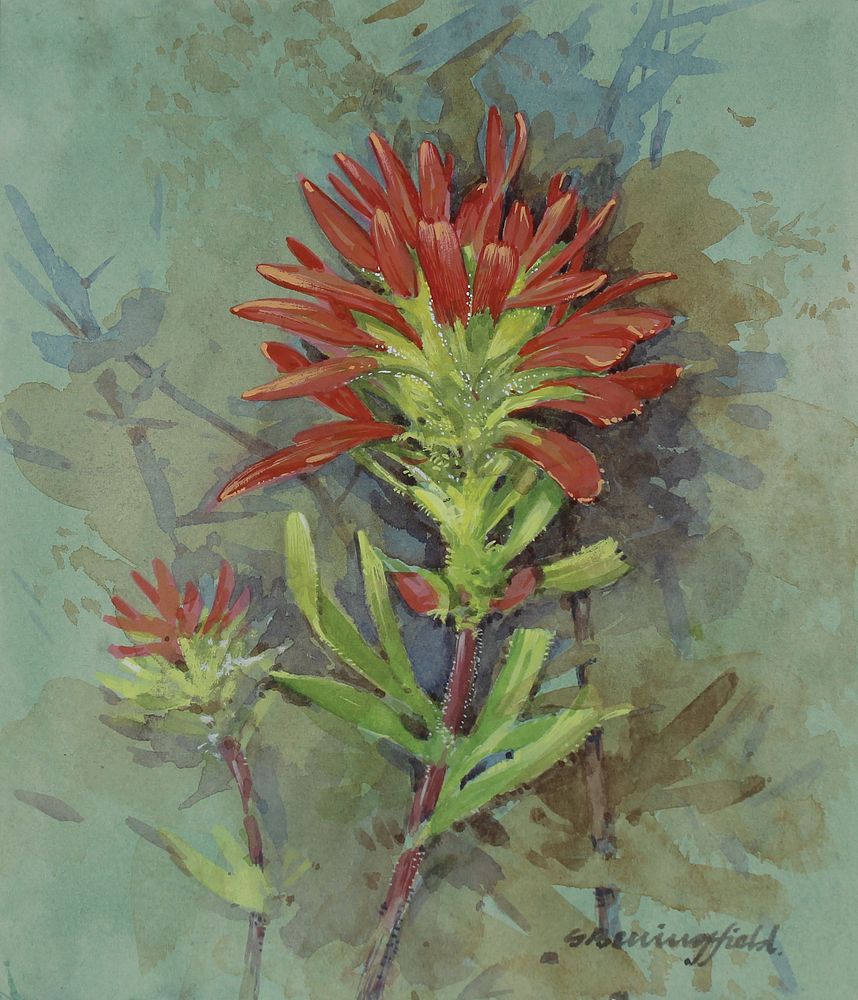 Appraisal: Gordon Beningfield - Indian Paintbrush Gordon Beningfield British - Indian